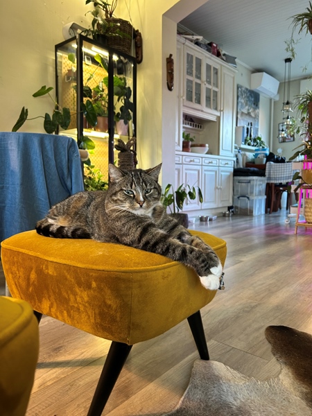 Downstairs room with shared kitchen bzdkamet - 2