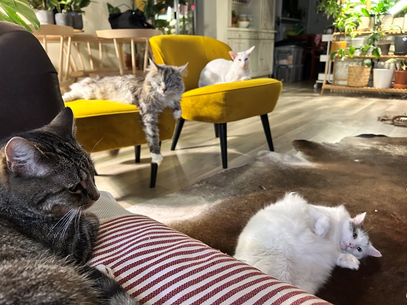 Downstairs room with shared kitchen bzdkamet - 5