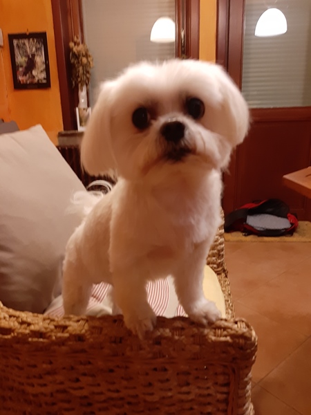 House with caracter with view on the Atomium - 5