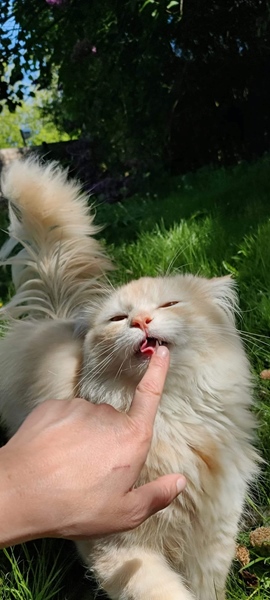 Forest villa looking for roomies - 5