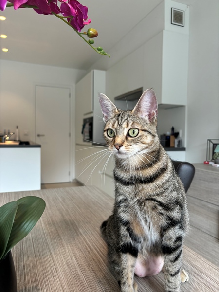 house with garden - 5