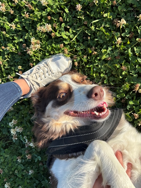 house with garden - 4